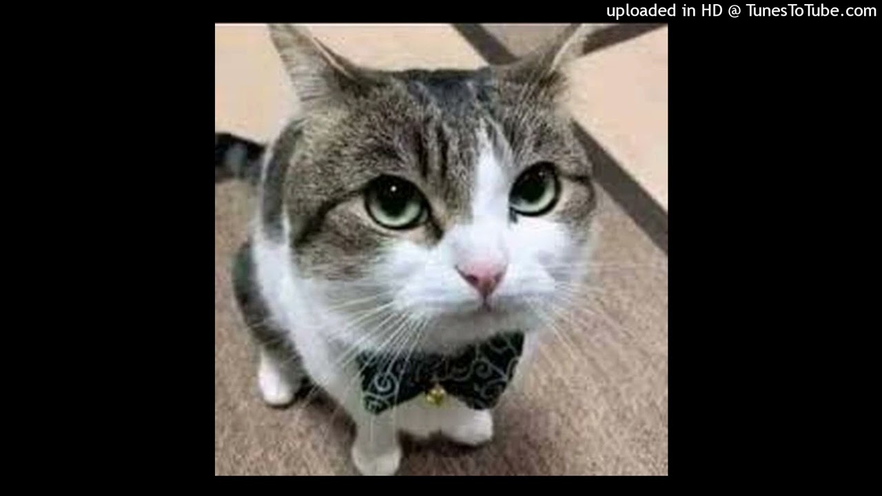 StevenNoVegan - "Majestic Transition" type beat😭🍊🍊