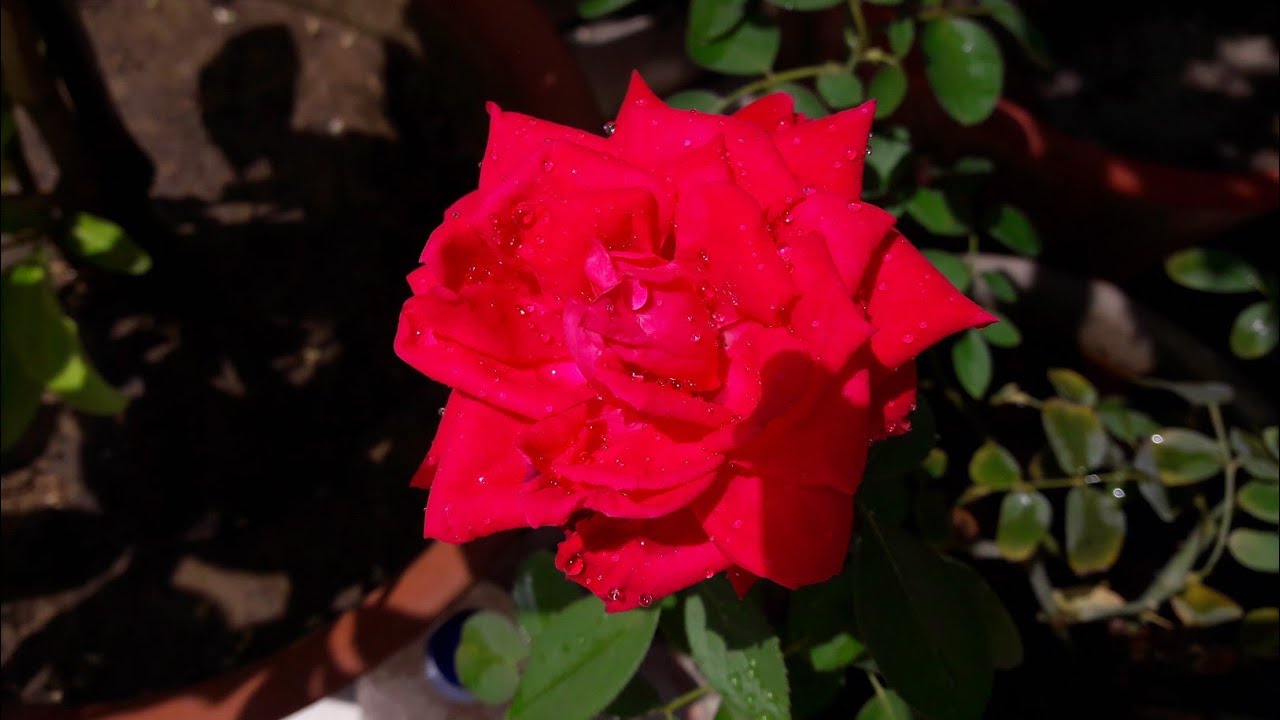 Best Potting Soil for Rose Plant  || गुलाब की मिट्टी कैसे तैयार करें