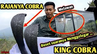 RAJA DIATAS RAJA ULAR!! ULAR KING COBRA VS COBRA JAWA JUMBO! (PERBEDAAN KING COBRA DAN COBRA JAWA)