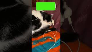 After recharging Comma #rodsbooksandrelics #catsofyoutube #recharge #catplaying #catlife