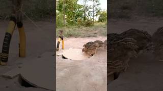 Amazing Unique DIY Quail Trap , Awesome Idea #bushcraft #camping #outdoor #survival