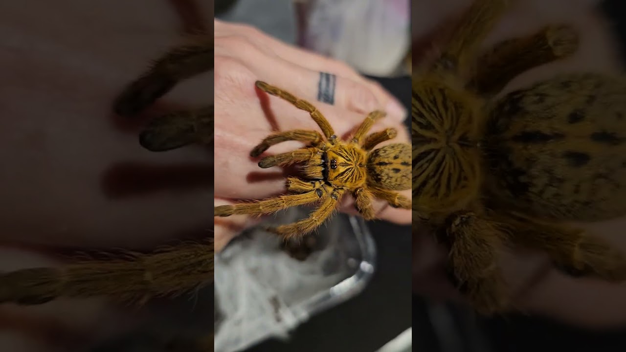 P. murinus / OBT  (orange baboon tarantula)