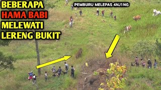 [ FULL VIDEO ]  B3B3R4P4 H4M4 B4B1 HUT4N  MELEWATI LERENG BUKIT || LUR4H AIA M4SIN