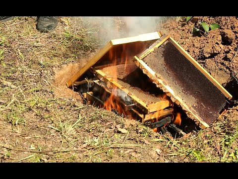 ამერიკული სიდამპლით დაავადებული ოჯახის განაგდგურება