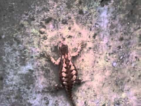 Lizard On The Highway financial collapse blog