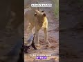 Fearless Honey Badger 🦡 #nature #likeandsubscribe #shortvideo #wildlife