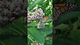 Butterfly time monarch eating for butterfly lovers
