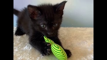 Cute kittens playing with Yeowww! Catnip Stinkies Sardine