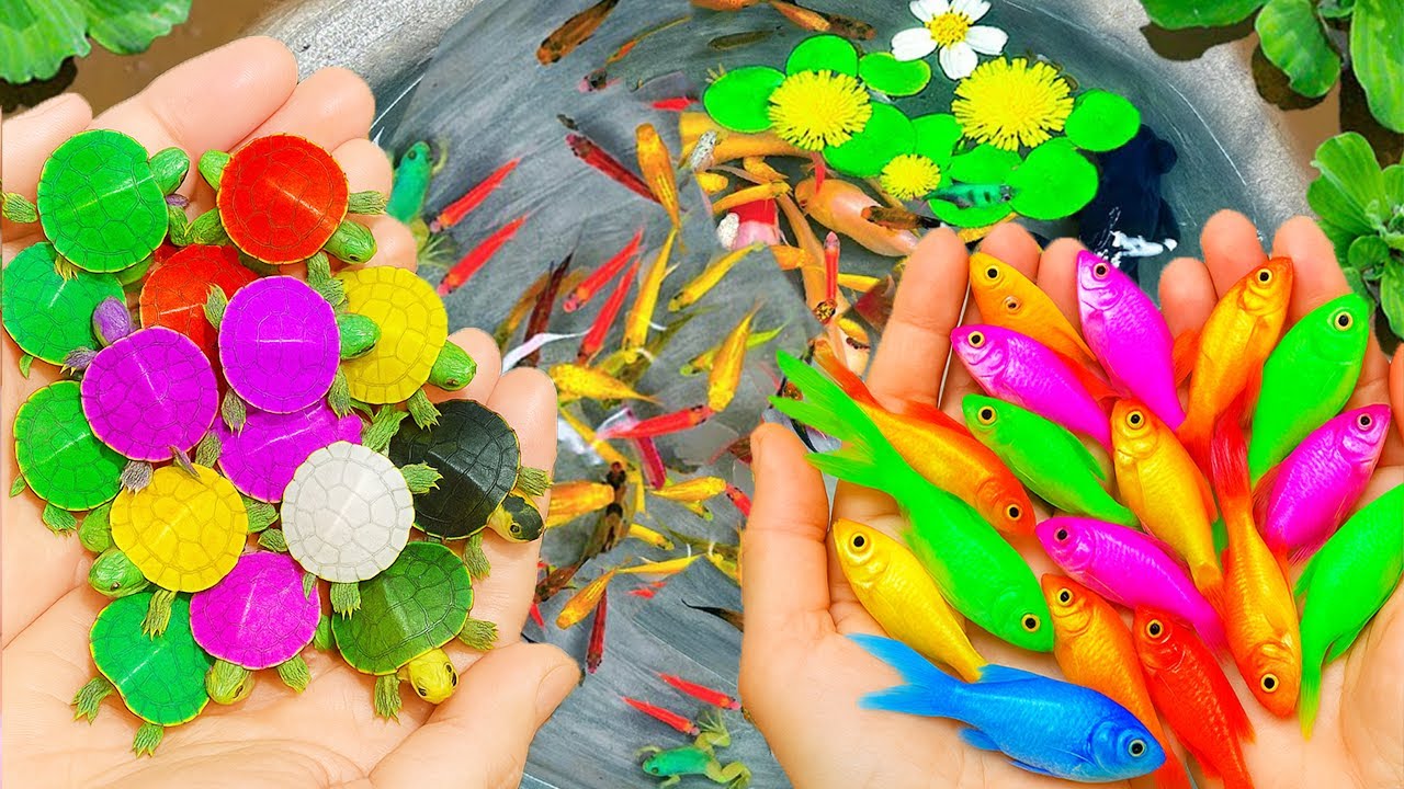 Catching Turtles To Nest In Small Pond, Angelfish, Pencil Fish, Lion Fish, Seahorses, Guppies, Frogs