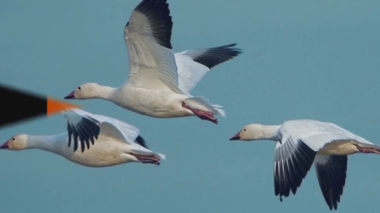 El Vuelo de los Gansos El Trabajo en Equipo Reflexión - YouTube