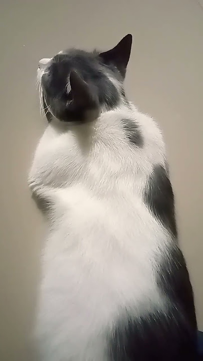 cat # #funny #animals #viral#shortvidio