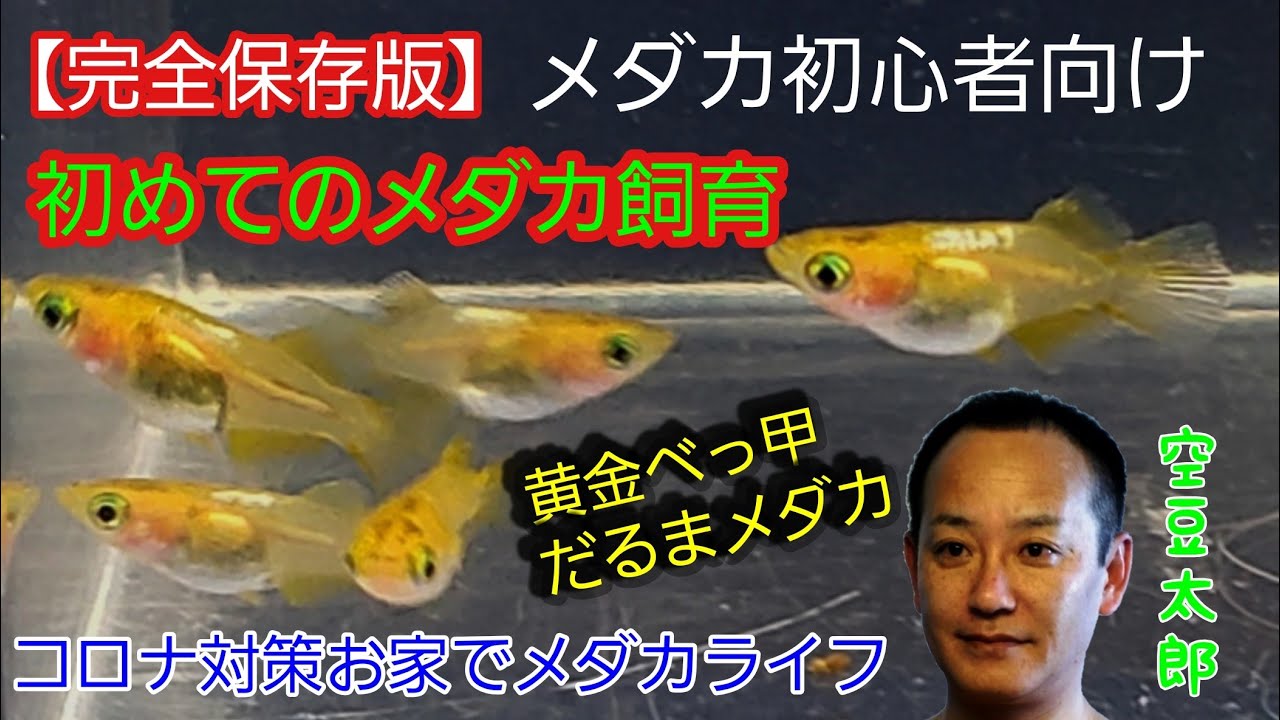 初心者保存版 初めてのメダカの飼い方 Youtube