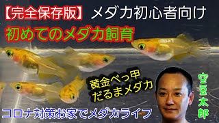 初心者保存版！初めてのメダカの飼い方