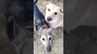 Stichting Hobodogs Laika 2