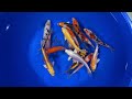 5-6" Premium Grade Koi from Blue Ridge Koi