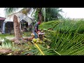 Teknik mudah tebang pokok kelapa