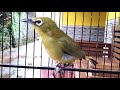Suara Pleci Ngalas Cocok Untuk Terapi Masteran Pleci Bakalan Dan Ombyokan Mp3 - Mp4 Download