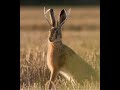 Wyoming jackalope