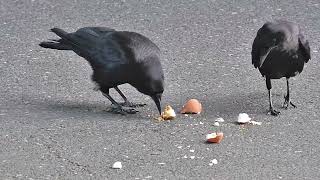 American Crow Vocalizations Female Crow Asks Mate For Food