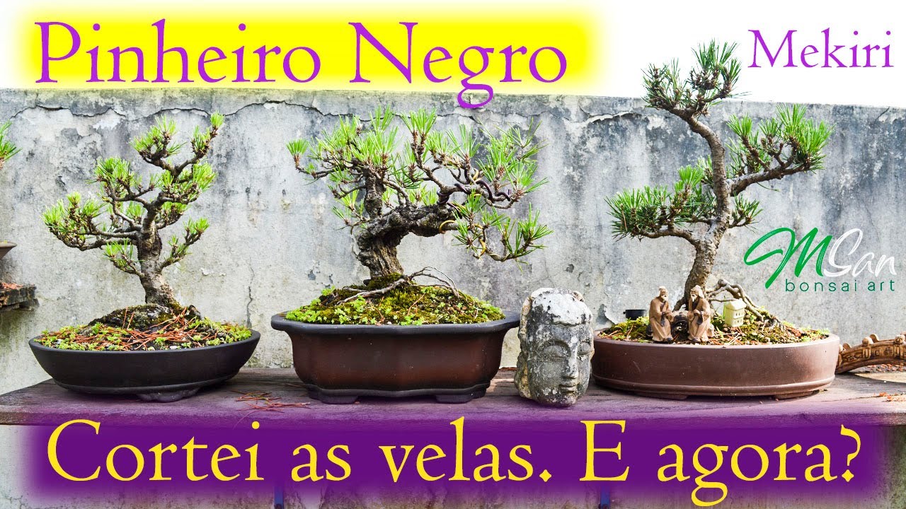 Mekiri | Pinheiro Negro | Segunda técnica do ciclo vegetativo