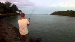 Tarpon aux Iles du Salut du bord