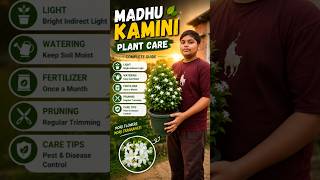 🌿Madhu Kamini Plant Care Tips 🌼 Fast Growth &amp; More Flowers! #shorts #new #garden #farming