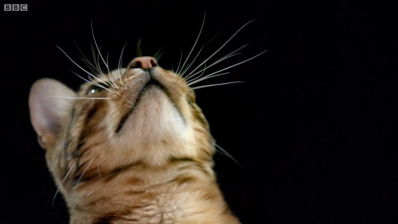 ¿Cómo los gatos usan sus bigotes? Cámara lenta | Gatos al descubierto