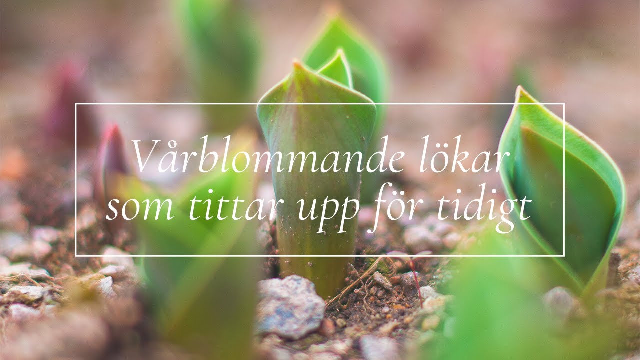 Vårblommande lökar som tittar upp för tidigt (tips på vad du kan göra)