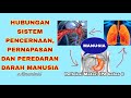 Interaksi Kimia Dalam Tubuh Manusia Dalam Sistem Pencernaan Pernapasan Sirkulasi