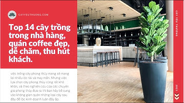 Top 14 cây trồng trong nhà hàng, quán coffee đẹp, dễ chăm, thu hút khách