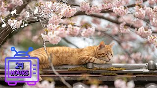 24 HOUR Calming Music for Cats with Anxiety | Sleep Music for Cats | Videos for Cats #181 by Dream Relax My Cat 2,657 views 1 month ago 24 hours