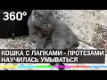 Кошка из Сибири с лапками-протезами научилась умываться
