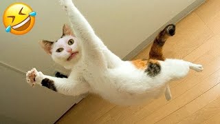 funny cat #funny #cat #video #video #viral