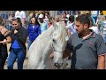 The Heart-Breaking Moment A Horse Bid Farewell To His Best Friend During The Funeral 😃