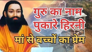 गुरु का नाम पुकारे हिरनी।। Sankat mein Bhari।। Guru Ravidas bhajan।।guru katha ।।