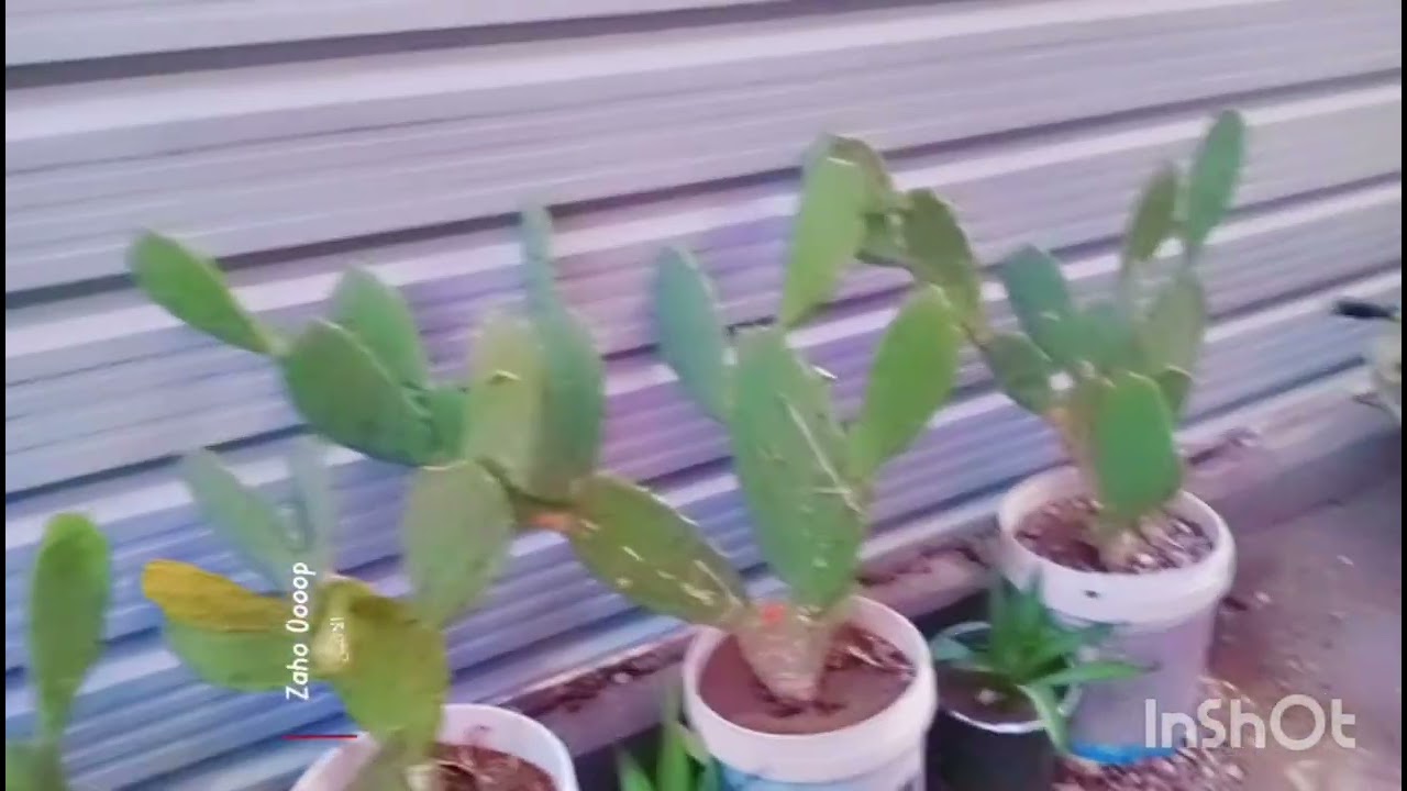 #تصوير #الحديقه فيديو #لطيف💐✨🐈‍⬛