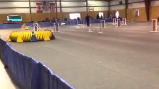 Pixie AKC jumpers Q 1/11/14