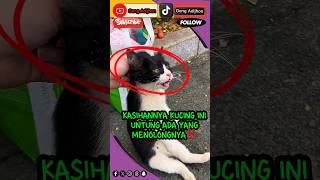 rescue kucing #trending #kucing #ai #cat #musicclip #animals #music #catlover #arabic #kucinglucu