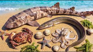 Ocean Foraging Small Shark , Stone Crab , Starfish , Octopus , Eel , And Clam