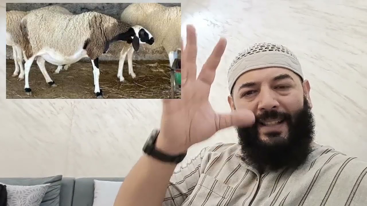 قصة الصديقان والمشروع المربح مع صاحب الغنم (وقفة و عبرة وقصة و حكمة)#زرع_الإيجابيات_في_زمن_السلبيات