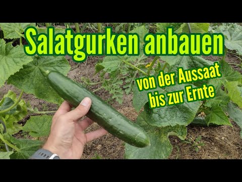 Video: Wie man Gurken im Freien anbaut: vom Pflanzen bis zur Ernte