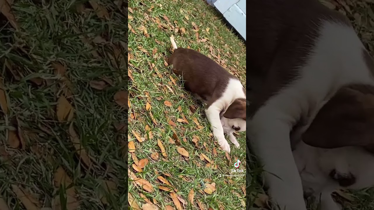 American Pit Bull Terrier Puppies For Sale in Orlando, FL