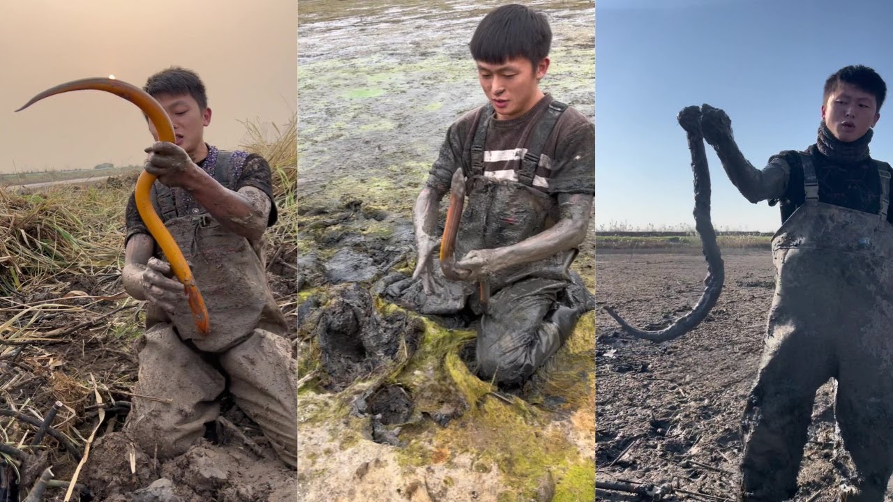 水猴子花300元包塘抓黄鳝，看在是粉丝大哥的份上还是要手下留情！