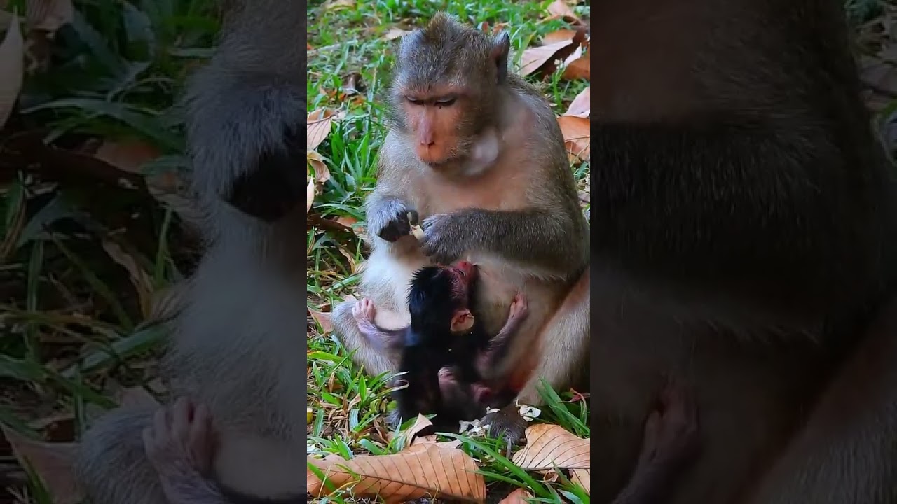 Monkey Spring and baby monkey Summer 8