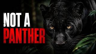 We Were Completely Wrong About Black Panthers