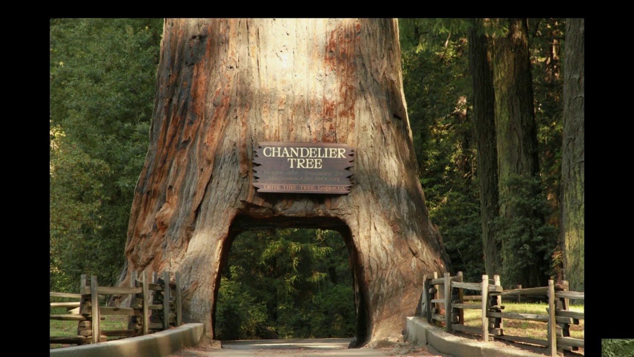 Лес где дерево на дереве стоит. Chandelier Tree дерево Калифорния. Секвойя дерево тоннель. Калифорния туннель Секвойя. Секвойя арка.
