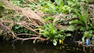 カワセミ20120806 05