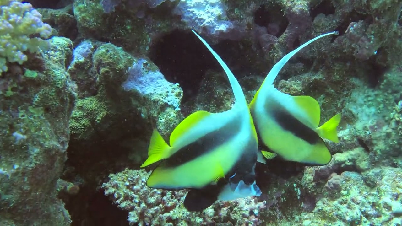 #щетинозубые