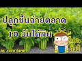 การปลูกขึ้นฉ่าย 5 บาทที่ซื้อจากตลาด 10 วันได้กินแน่นอน "Thai celery cultivation"