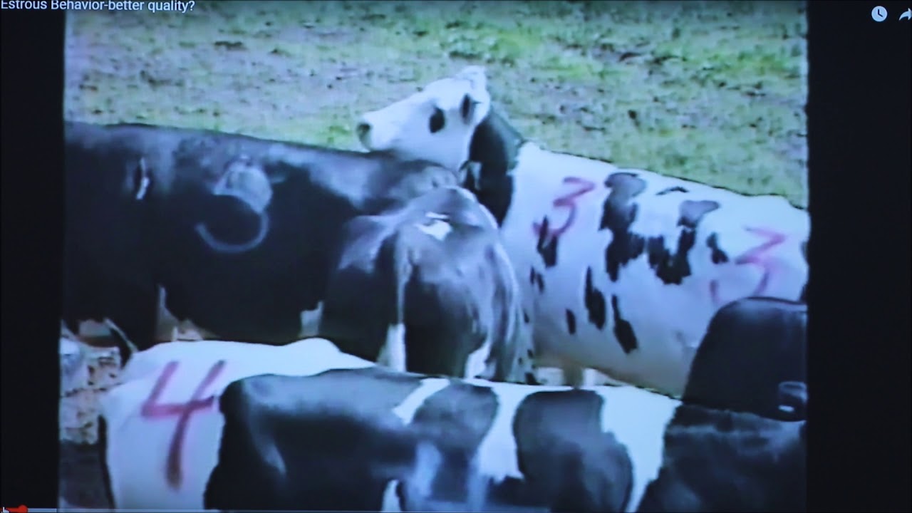 Bovine Embryo Transfer Facts-1 (Reproductive Stages/Heat Synchronization)